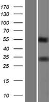TMEPAI / PMEPA1 Protein (Over-Expression Lysate Myc-DDK (Flag))