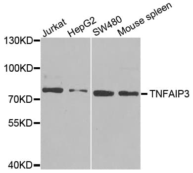 TNFAIP3 / A20 Antibody