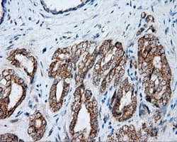 NME4 Antibody (clone OTI1A5)