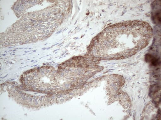 JAG1 / Jagged 1 Antibody (aa523-759, clone OTI3A10)
