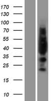 LYL1 Protein (Over-Expression Lysate Myc-DDK (Flag))