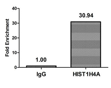 HIST1H4I Antibody
