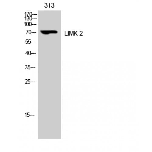 LIMK2 Antibody (220-300 aa)