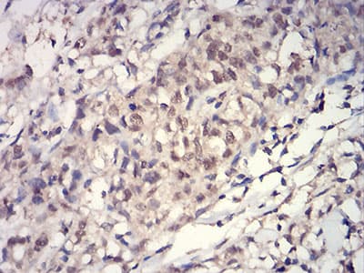 HIST2H3C Antibody (clone 2D7B3)