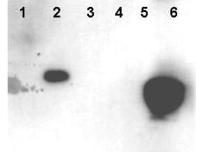 IHC-plus™ HMGN1 / HMG14 Antibody (phospho-Ser20/24)