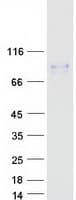 Human HCLS1 Protein (Recombinant Myc-DDK (Flag))