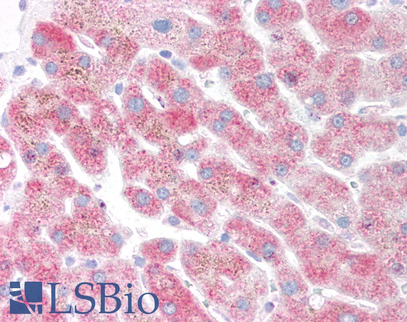 IHC-plus™ DERL1 / Derlin 1 Antibody (aa200-251)