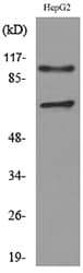 NRP2 / Neuropilin 2 Antibody