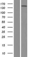 VWA5B2 Protein (Over-Expression Lysate Myc-DDK (Flag))