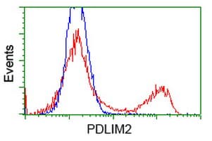 PDLIM2 / SLIM Antibody (clone OTI11A12)