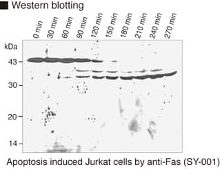 Monoclonal Mouse anti-Human CASP9 / Caspase 9 Antibody (clone 5B4, WB)
