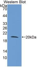 TLR3 Antibody