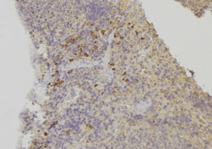 XDH / Xanthine Oxidase Antibody