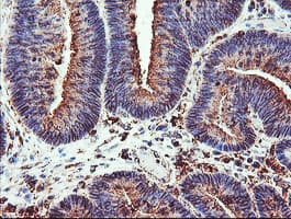 CYP2B6 Antibody (clone OTI3D5)