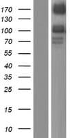 PTPRM / PTP Mu Protein (Over-Expression Lysate Myc-DDK (Flag))
