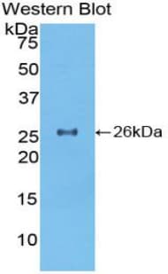 TOR2A Antibody (aa125-313)