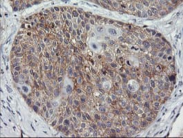 EGFR Antibody (clone OTI3H2, Carrier-free)