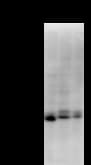 TAF9B Antibody (clone 3365C4a)
