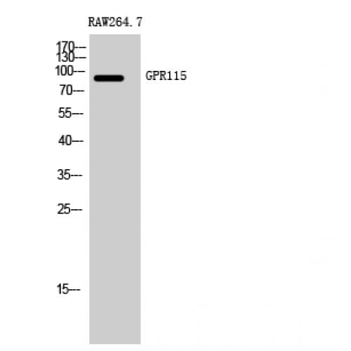 ADGRF4 / GPR115 Antibody (620-700 aa, C-terminal)
