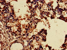 SNX15 Antibody