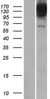 BICD1 Protein (Over-Expression Lysate Myc-DDK (Flag))
