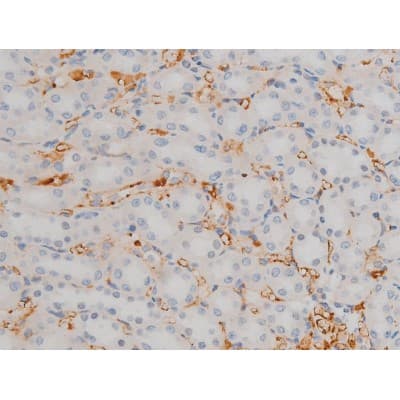 AP-1 / JUND Antibody (phospho-Ser255)