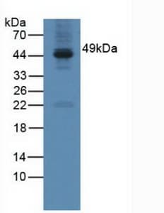 CST / GAL3ST1 Antibody (aa57-196)