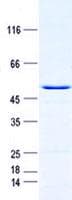 Human NAR / CPSF4 Protein (Recombinant GST, N-terminus + His, C-terminus)