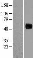 PAG1 Protein (Over-Expression Lysate Myc-DDK (Flag))