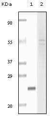 FBLN5 / Fibulin 5 Antibody (clone 3F8D5,7F8D5)