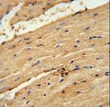 TIMP4 Antibody (aa48-74)