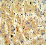 CASP8 / Caspase 8 Antibody (aa432-461)