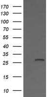 Monoclonal Mouse anti-Human KLK8 / Kallikrein 8 Antibody (clone OTI14E11, IHC, IF, WB)