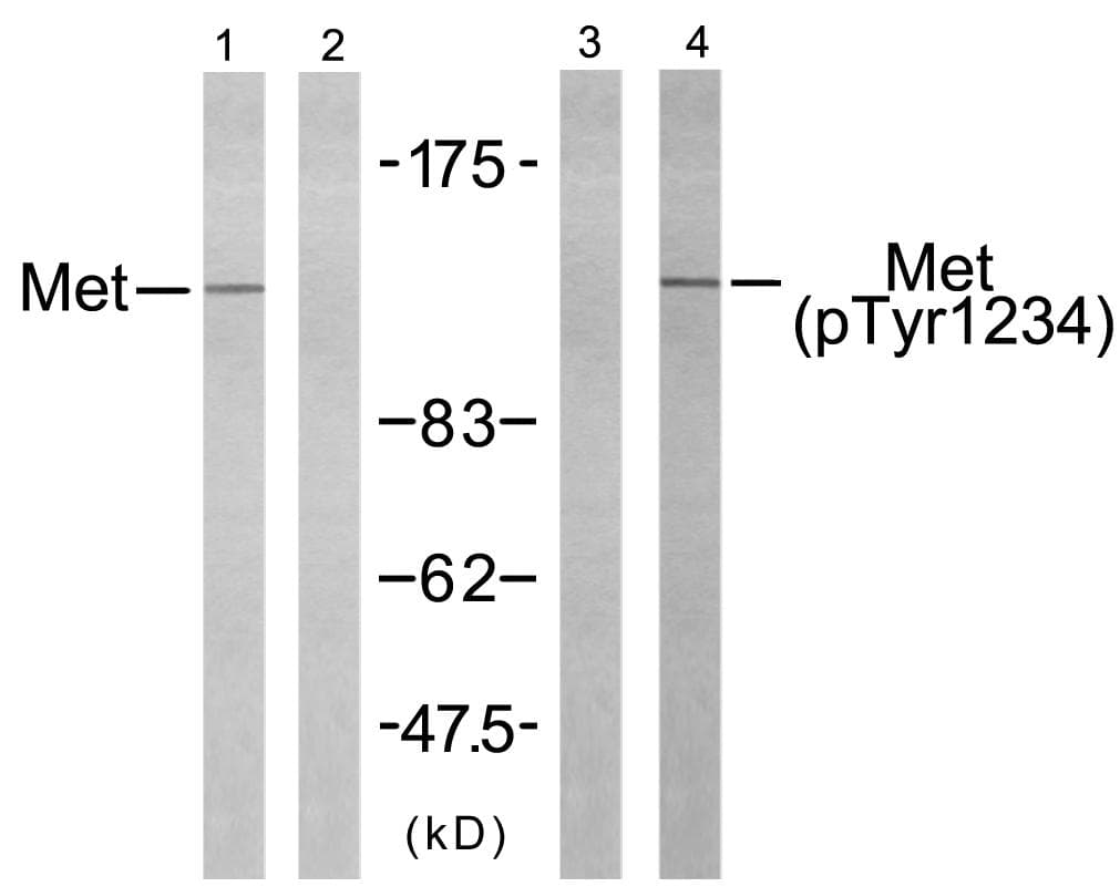 c-Met Antibody (phospho-Tyr1234)