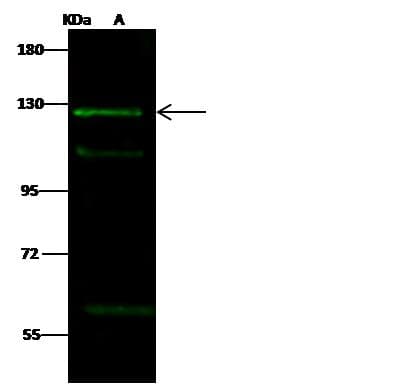 PHF2 Antibody (Preservative Free)