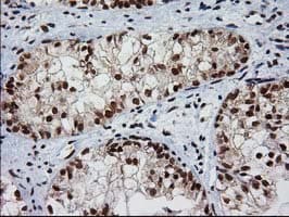 NHEJ1 / XLF Antibody (clone OTI3D6)
