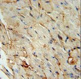 Polyclonal Rabbit anti-Human SCARA5 Antibody (aa385-413, IHC, WB)
