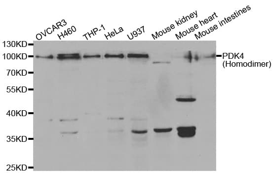 PDK4 Antibody