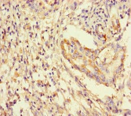 YWHAG / 14-3-3 Gamma Antibody