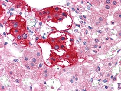 Monoclonal Mouse anti-Human EPHB3 / EPH Receptor B3 Antibody (clone 4A122D1, Amino Acid: 39-212, IHC, WB)