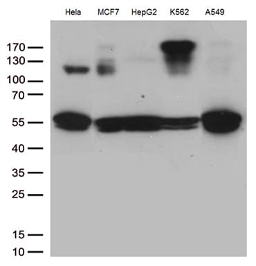 IKBKG / NEMO / IKK Gamma Antibody (clone OTI2F2, Carrier-free)