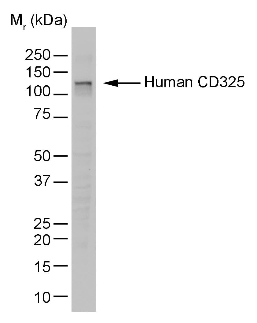 CDH2 / N Cadherin Antibody (Cytoplasmic Domain, clone 13A9)