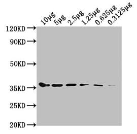 GAPDH Antibody (clone 8A1D1)