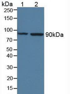 MASP1 / MASP Antibody (aa25-453)