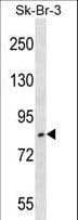 Polyclonal Rabbit anti-Human USP10 Antibody (aa500-529, WB)