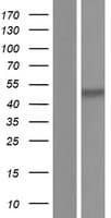 Human OGDH Protein (Over-Expression Lysate Myc-DDK (Flag))