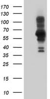 PDLIM5 / LIM Antibody (clone OTI1H10)