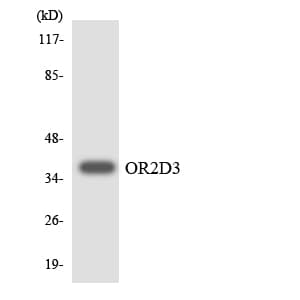 OR2D3 Antibody (aa223-272)