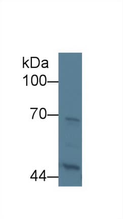 KNG1 / Kininogen / Bradykinin Antibody (APC)