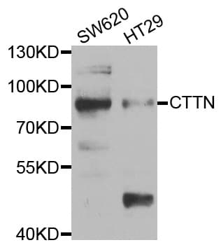 CTTN / Cortactin Antibody